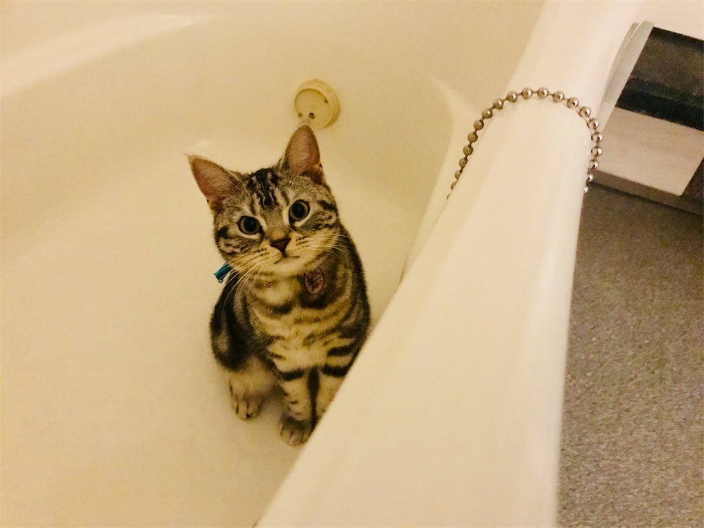 f:id:tsukky8832534:20180604233901j:image f:id:tsukky8832534:20180604233901j:image