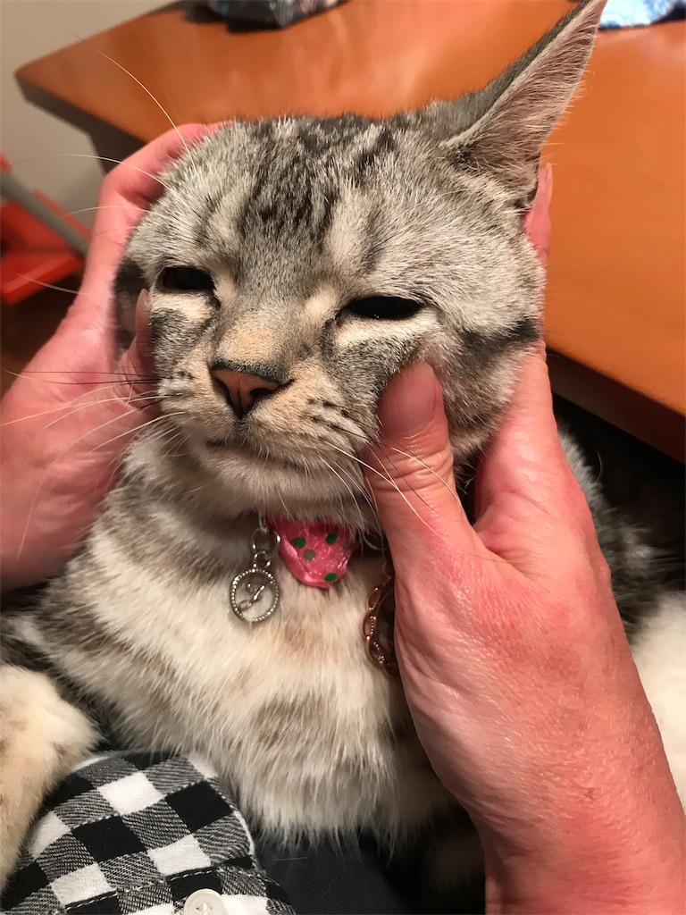 f:id:tsukky8832534:20180721015811j:image