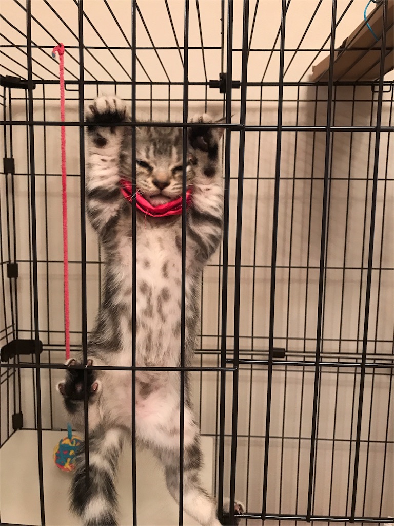 f:id:tsukky8832534:20180725234702j:image f:id:tsukky8832534:20180725234702j:image