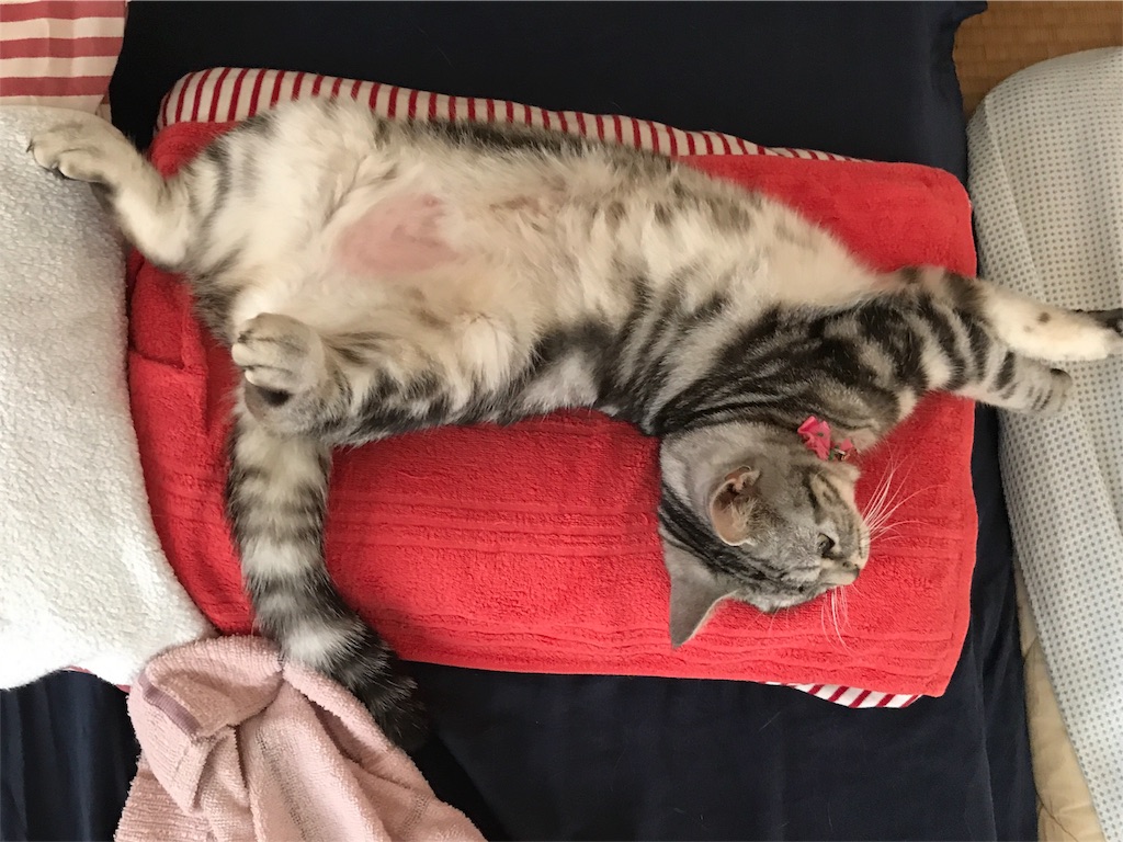 f:id:tsukky8832534:20180725234819j:image f:id:tsukky8832534:20180725234819j:image