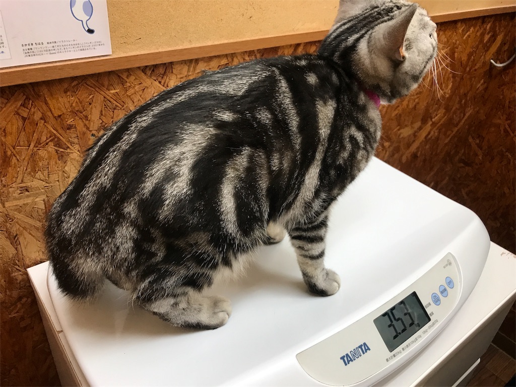 f:id:tsukky8832534:20180819005844j:image f:id:tsukky8832534:20180819005844j:image