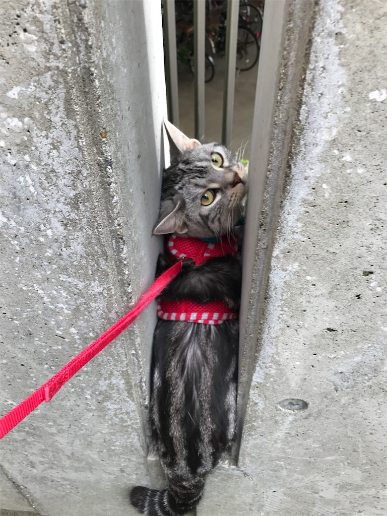 f:id:tsukky8832534:20180923230156j:image