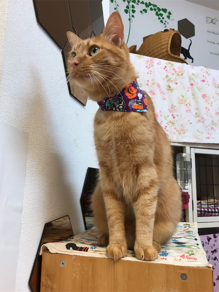 f:id:tsukky8832534:20180923230208j:image