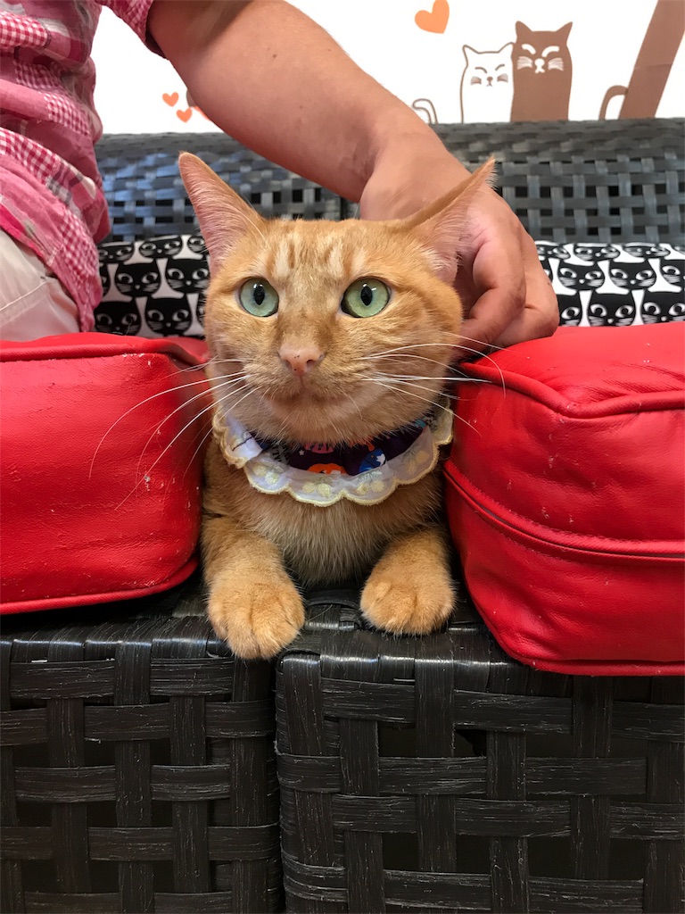 f:id:tsukky8832534:20180923230211j:image