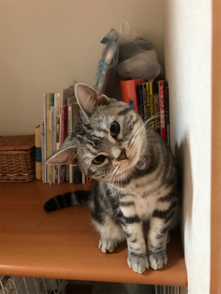 f:id:tsukky8832534:20180925204219j:image f:id:tsukky8832534:20180925204219j:image