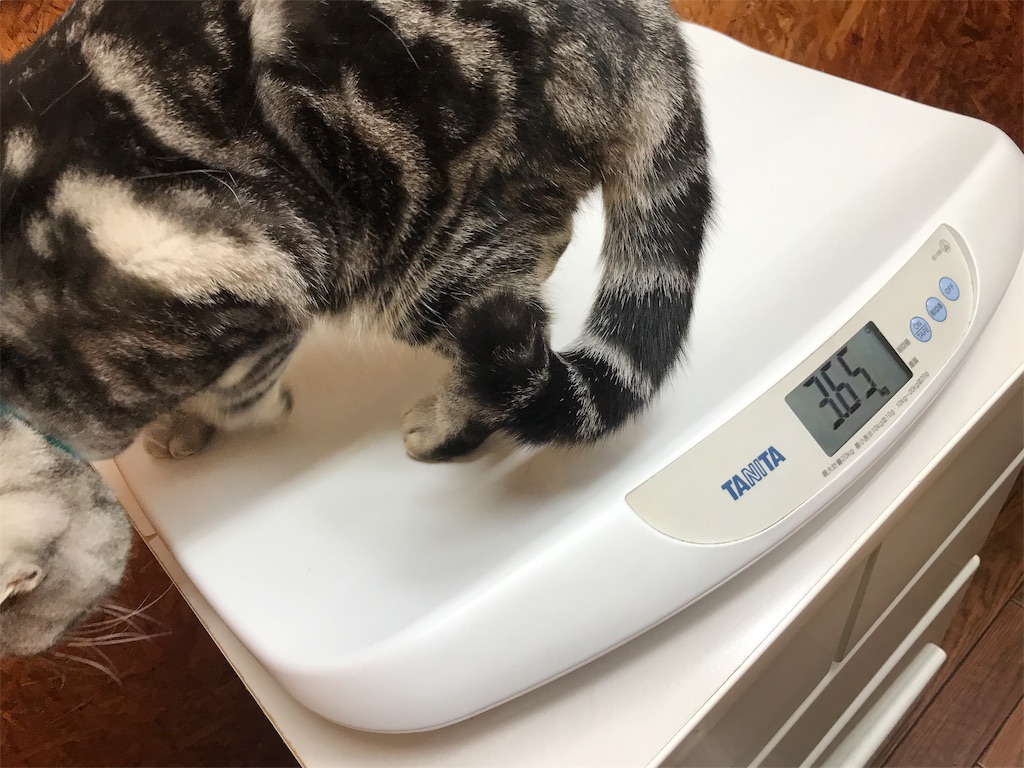 f:id:tsukky8832534:20181111014235j:image