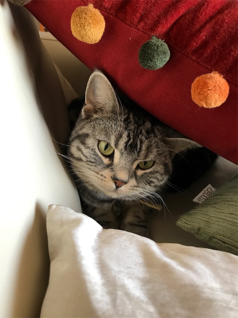 f:id:tsukky8832534:20190120074736j:image