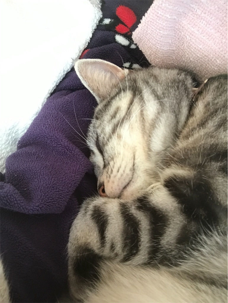 f:id:tsukky8832534:20190220082650j:image