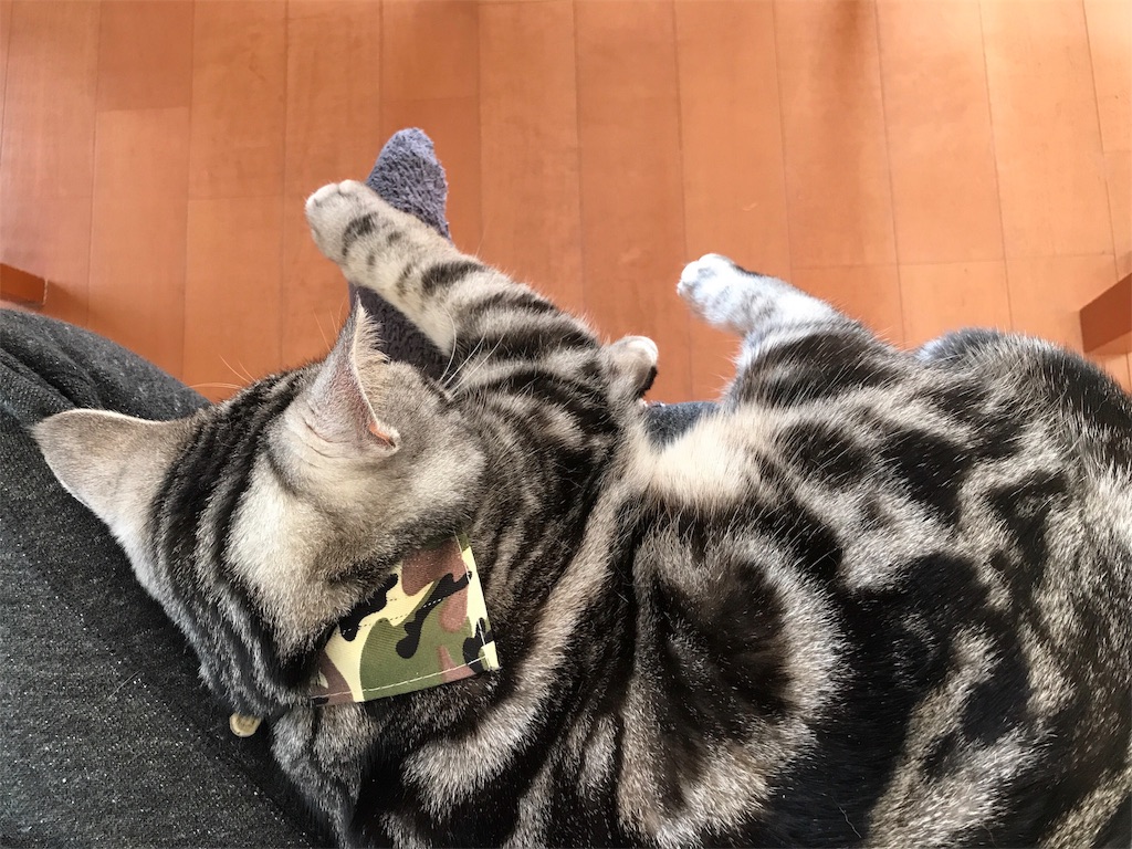 f:id:tsukky8832534:20190224083910j:image f:id:tsukky8832534:20190224083910j:image