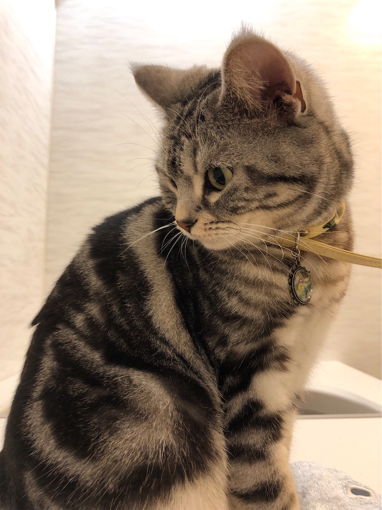 f:id:tsukky8832534:20190311075537j:image f:id:tsukky8832534:20190311075537j:image