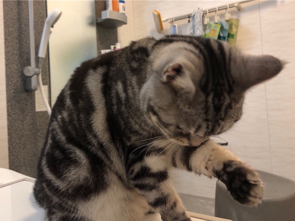 f:id:tsukky8832534:20190311075541j:image f:id:tsukky8832534:20190311075541j:image