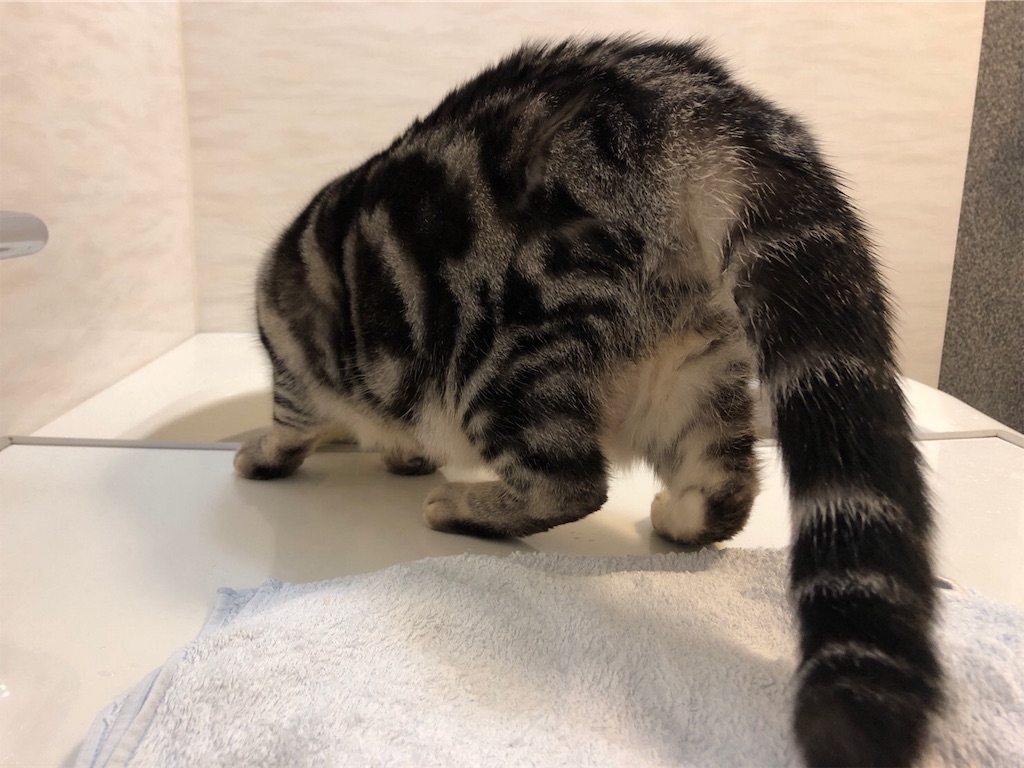 f:id:tsukky8832534:20190311075550j:image f:id:tsukky8832534:20190311075550j:image