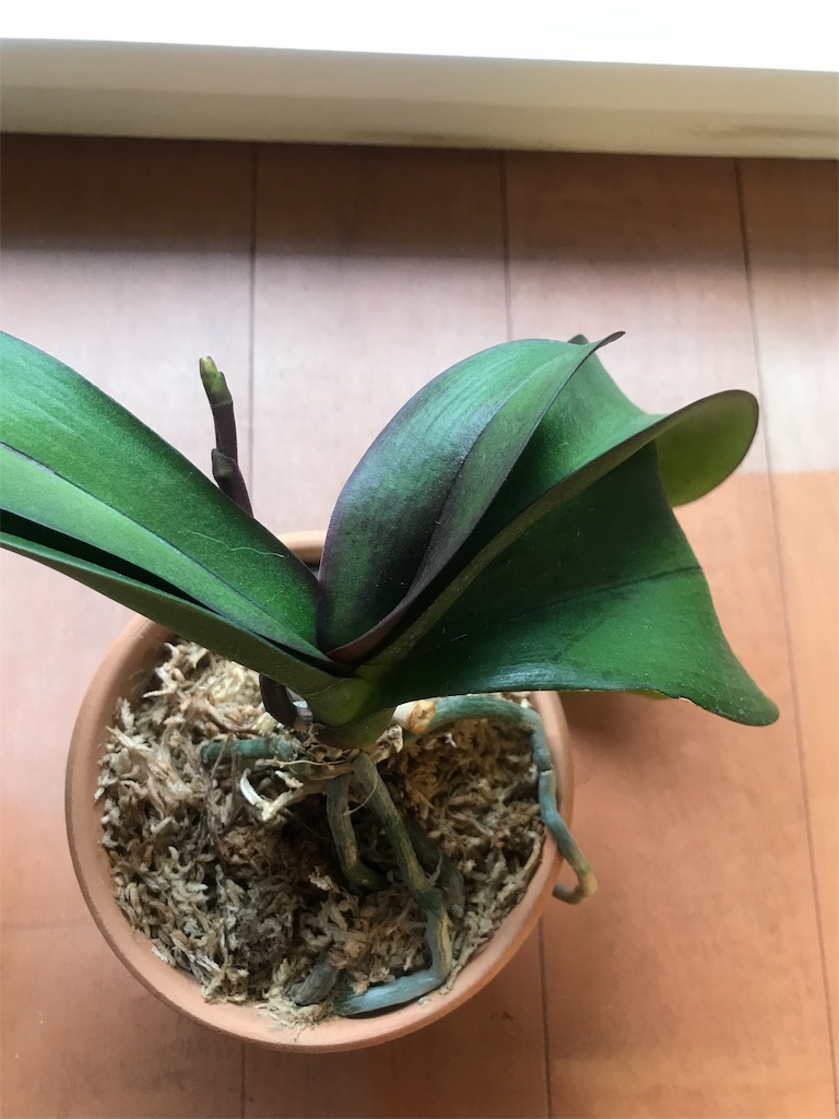 f:id:tsukky8832534:20190323195534j:image