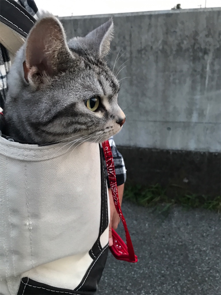 f:id:tsukky8832534:20190411083542j:image f:id:tsukky8832534:20190411083542j:image