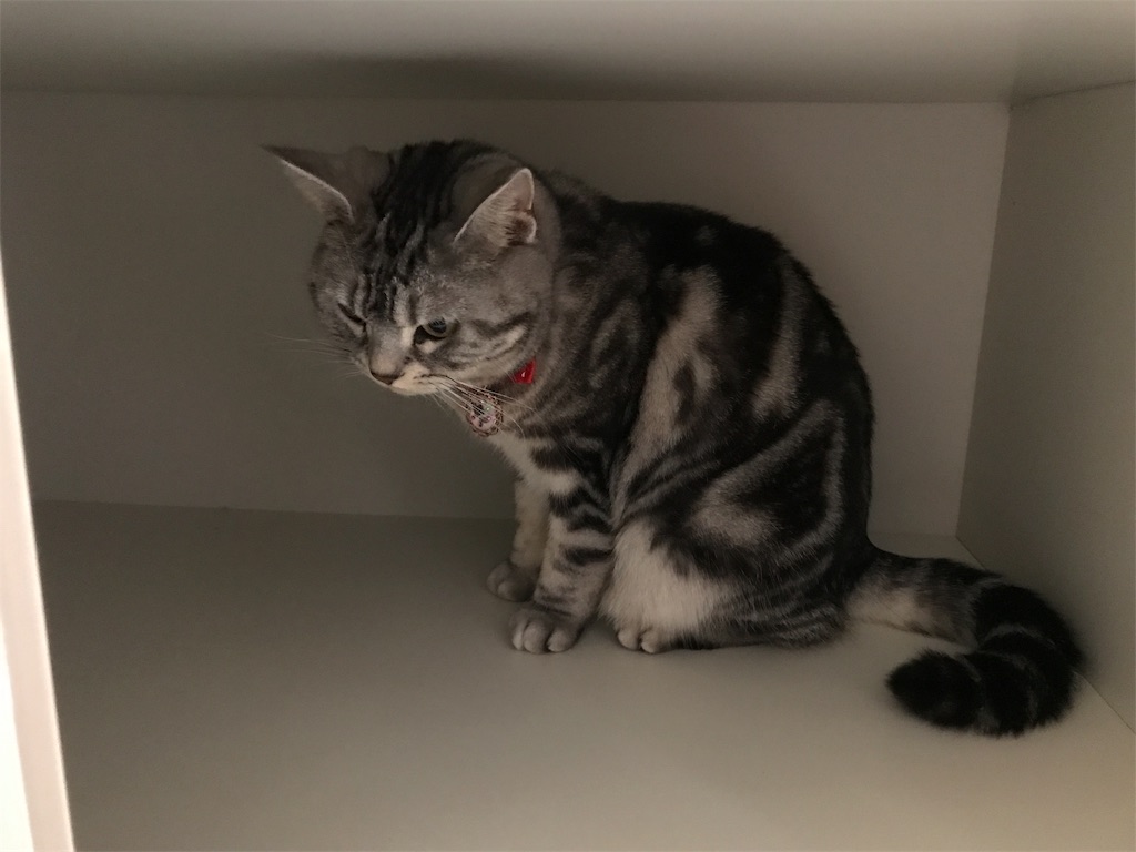 f:id:tsukky8832534:20190412083610j:image f:id:tsukky8832534:20190412083610j:image