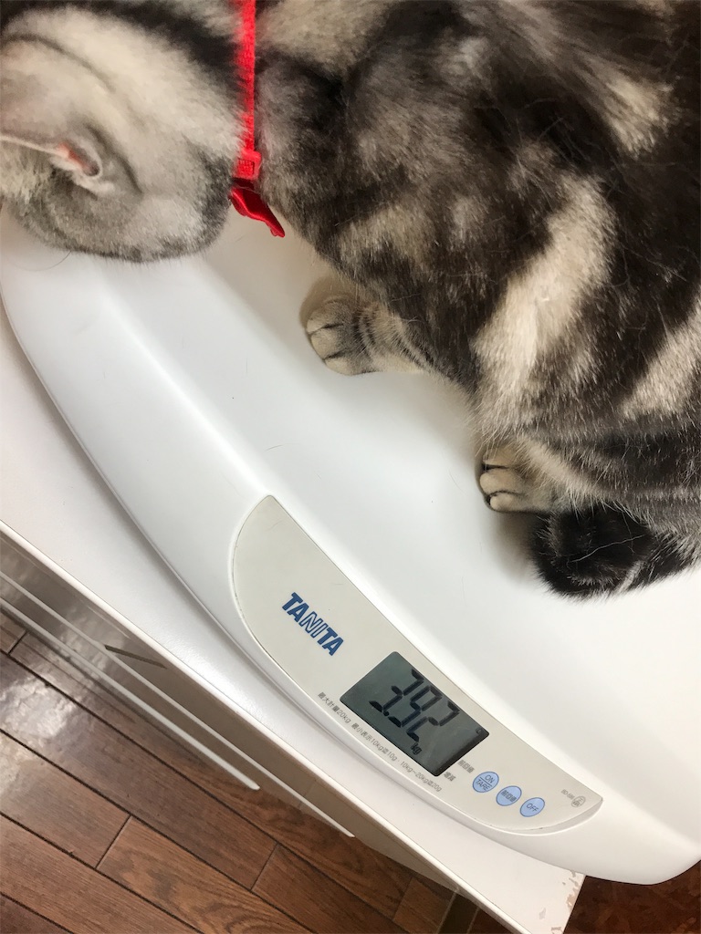 f:id:tsukky8832534:20190519160643j:image f:id:tsukky8832534:20190519160643j:image