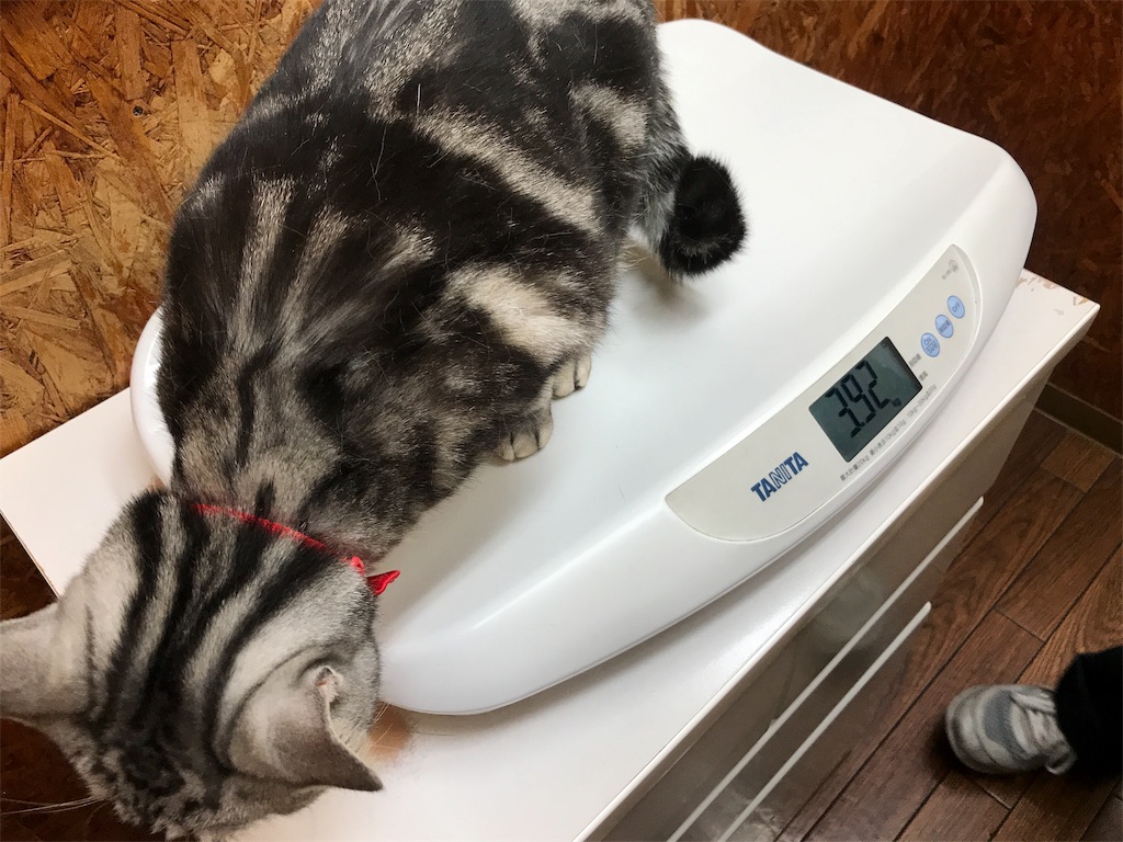 f:id:tsukky8832534:20190519160652j:image f:id:tsukky8832534:20190519160652j:image