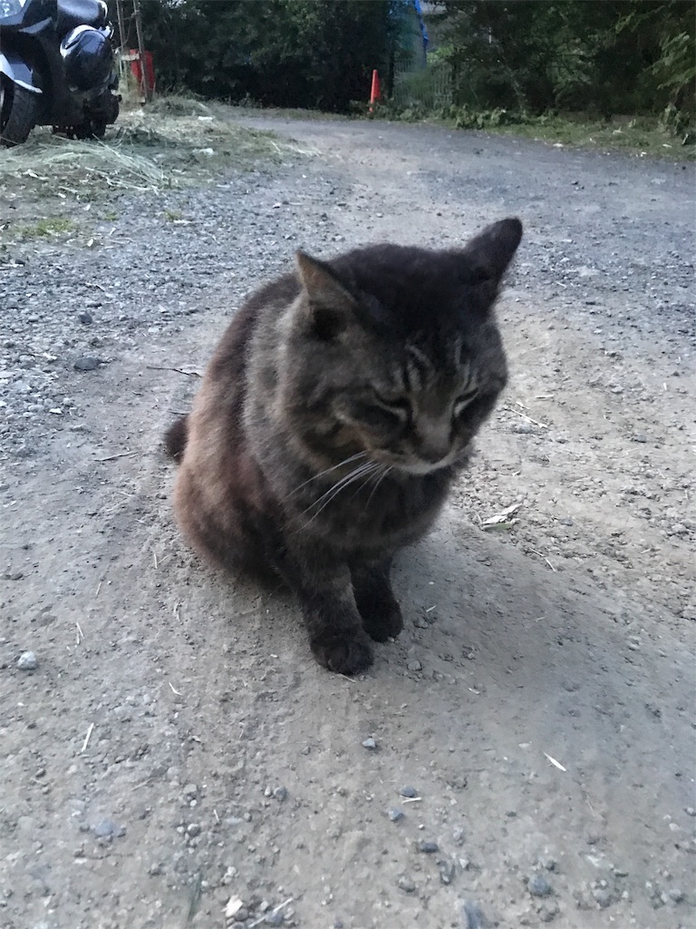 f:id:tsukky8832534:20190526133610j:image f:id:tsukky8832534:20190526133610j:image