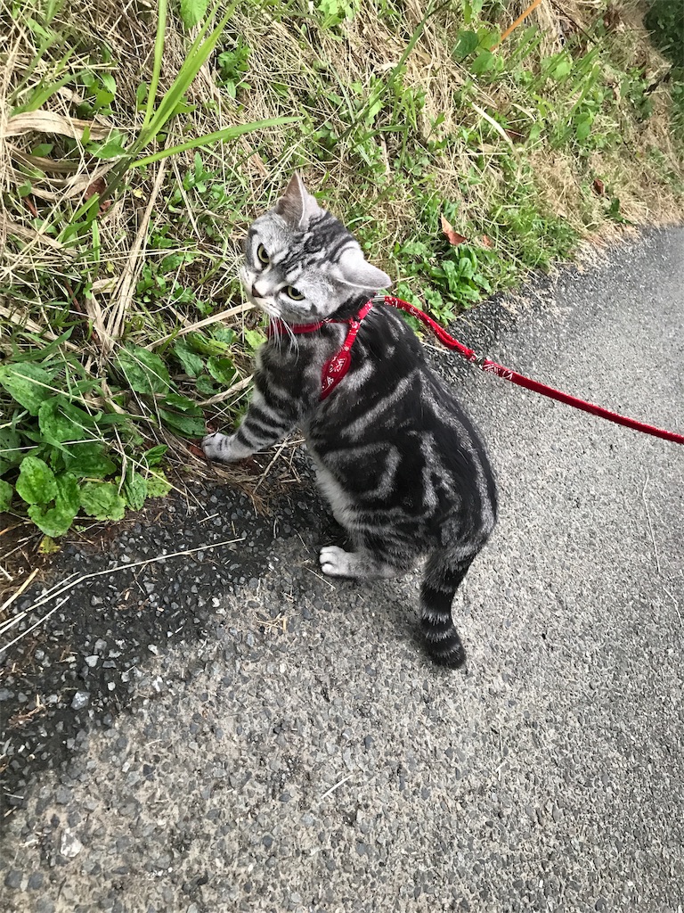 f:id:tsukky8832534:20190610003145j:image