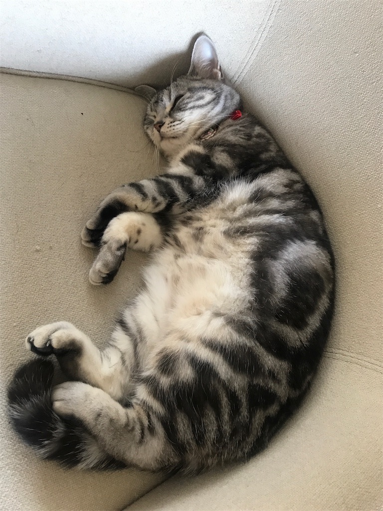 f:id:tsukky8832534:20190614163019j:image f:id:tsukky8832534:20190614163019j:image