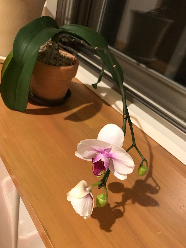 f:id:tsukky8832534:20190702203622j:image