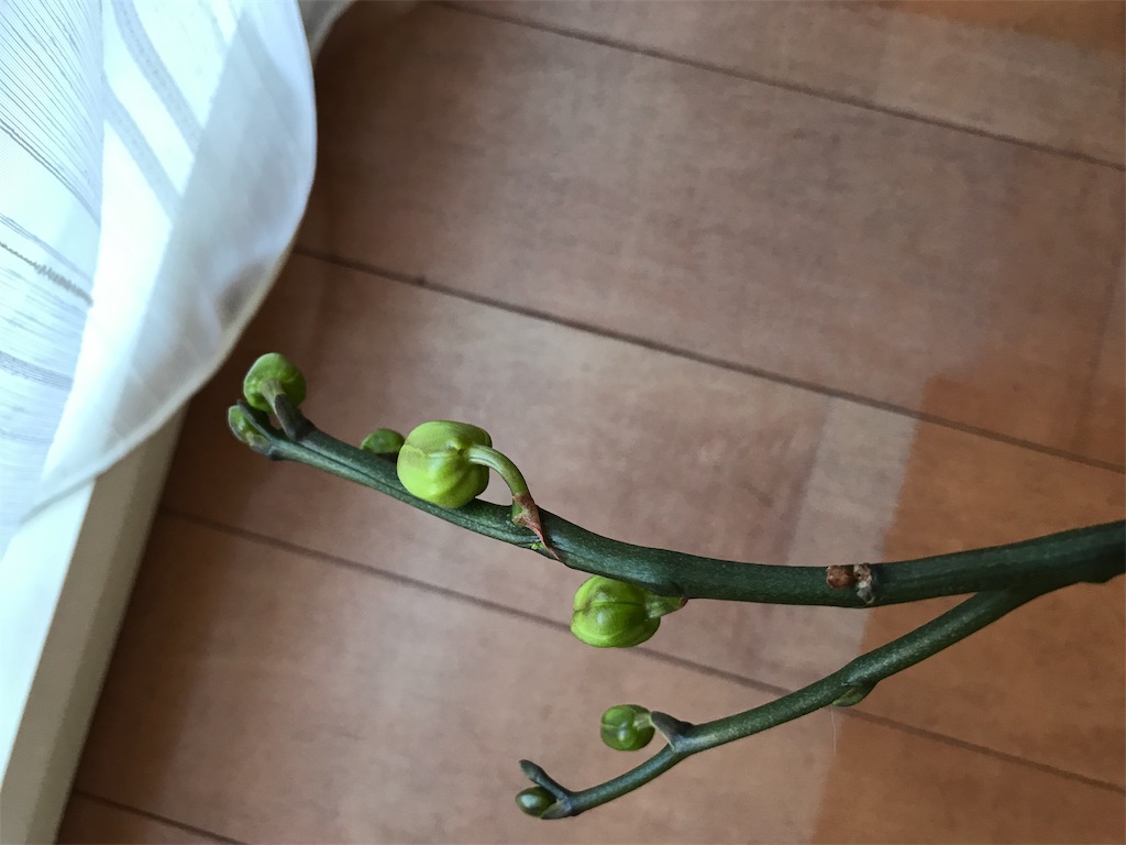 f:id:tsukky8832534:20190702214227j:image