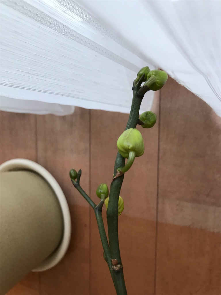 f:id:tsukky8832534:20190702214231j:image