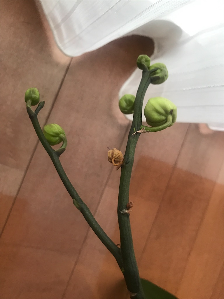 f:id:tsukky8832534:20190702214236j:image