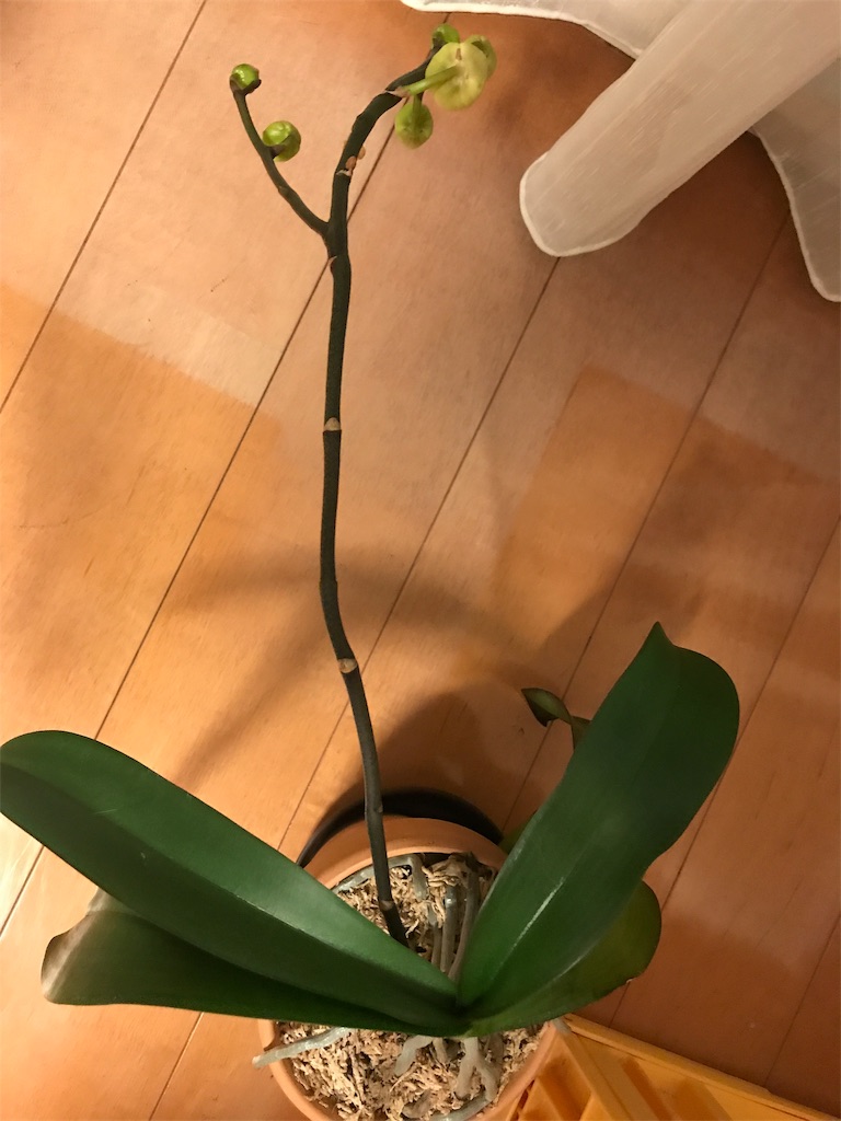 f:id:tsukky8832534:20190702214246j:image