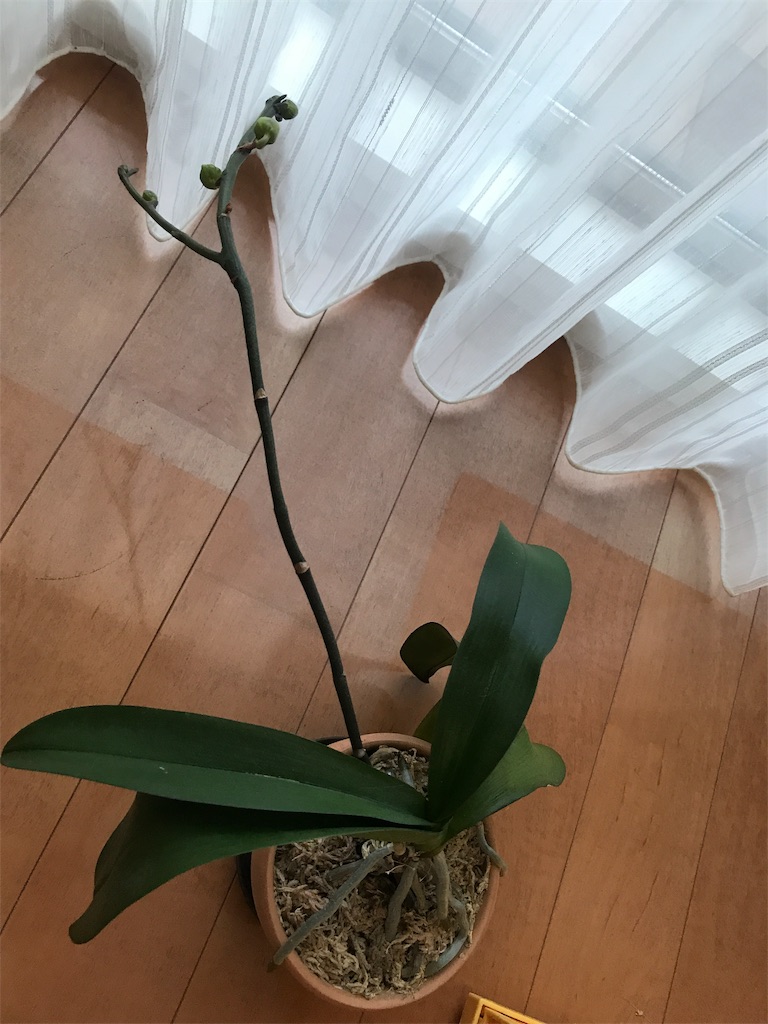 f:id:tsukky8832534:20190702214251j:image