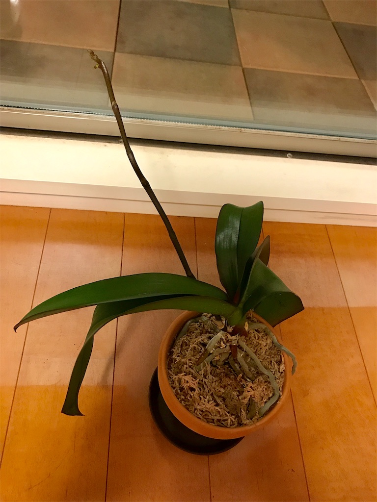 f:id:tsukky8832534:20190702214255j:image