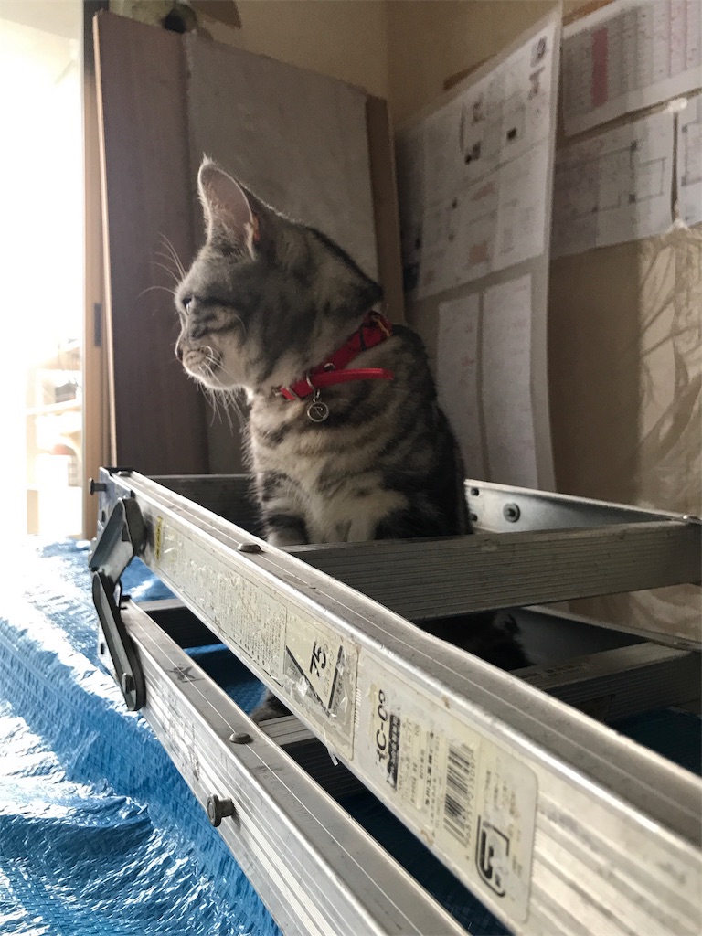 f:id:tsukky8832534:20190817223237j:image f:id:tsukky8832534:20190817223237j:image