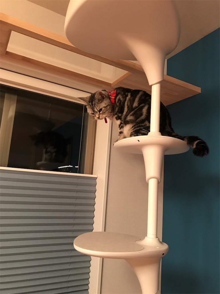 f:id:tsukky8832534:20190928010317j:image f:id:tsukky8832534:20190928010317j:image