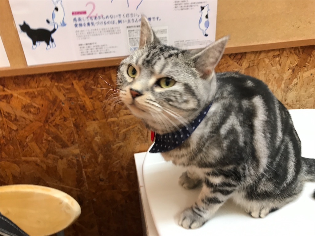 f:id:tsukky8832534:20191118002633j:image f:id:tsukky8832534:20191118002633j:image