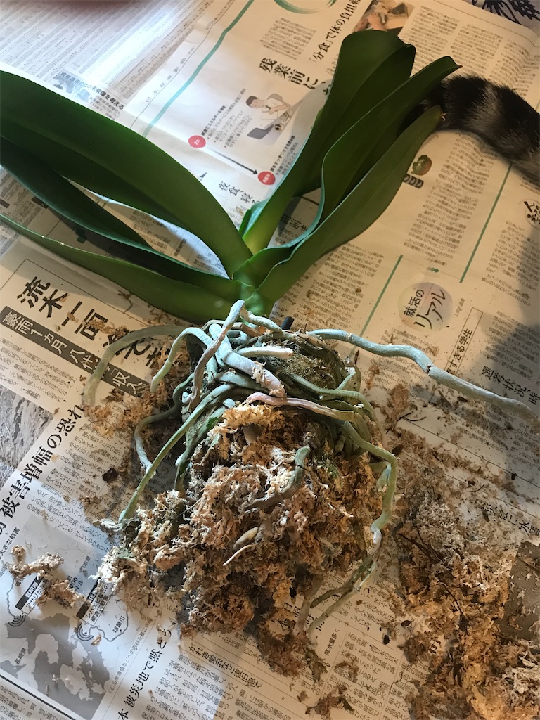 f:id:tsukky8832534:20200820233618j:image f:id:tsukky8832534:20200820233618j:image