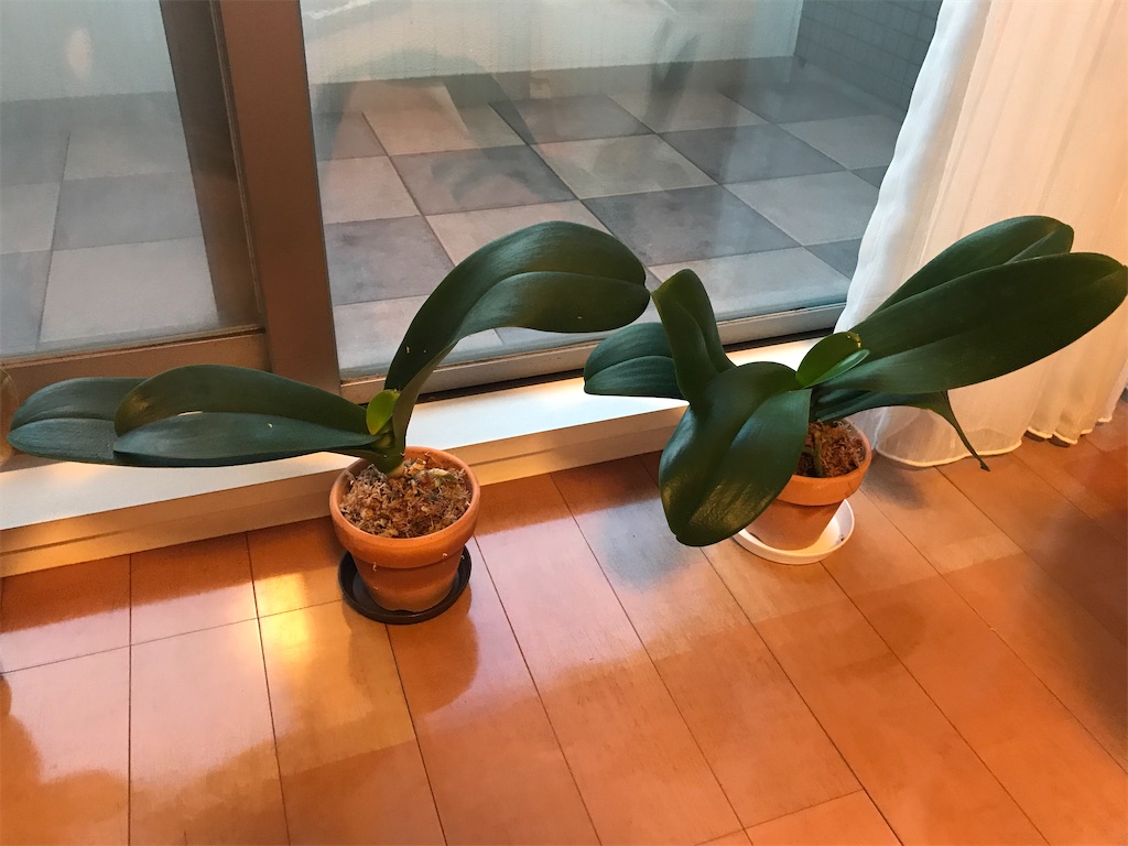 f:id:tsukky8832534:20200820233625j:image f:id:tsukky8832534:20200820233625j:image