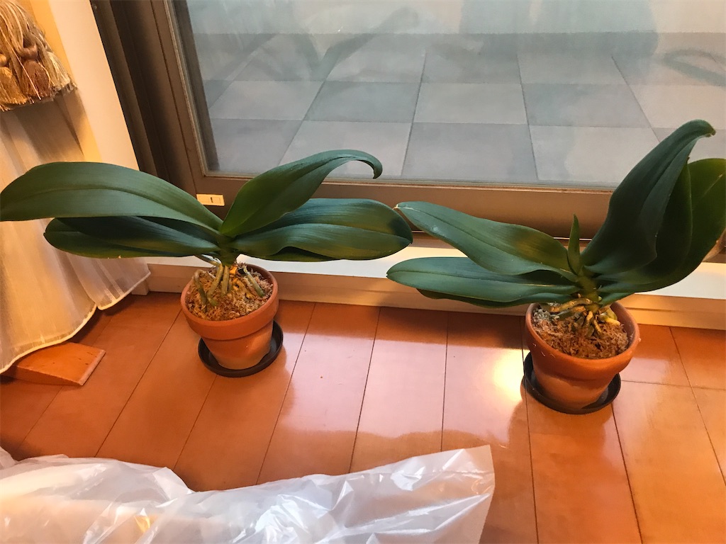 f:id:tsukky8832534:20200820233629j:image f:id:tsukky8832534:20200820233629j:image