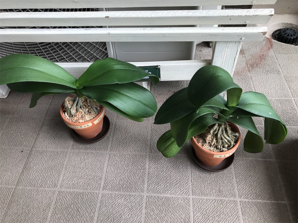 f:id:tsukky8832534:20200913235620j:image f:id:tsukky8832534:20200913235620j:image