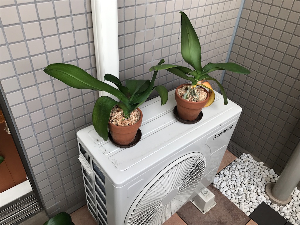 f:id:tsukky8832534:20200913235628j:image f:id:tsukky8832534:20200913235628j:image