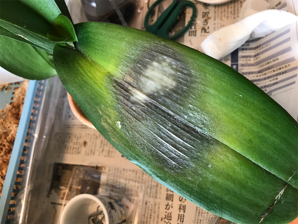 f:id:tsukky8832534:20200925210936j:image f:id:tsukky8832534:20200925210936j:image