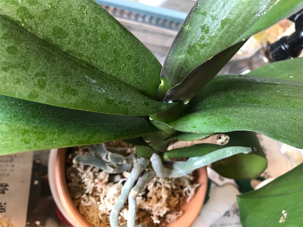 f:id:tsukky8832534:20200925210944j:image f:id:tsukky8832534:20200925210944j:image