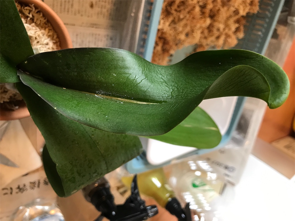 f:id:tsukky8832534:20200925210951j:image f:id:tsukky8832534:20200925210951j:image