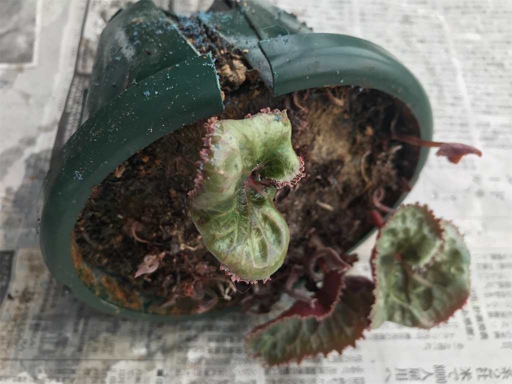 f:id:tsukky8832534:20200930003205j:image f:id:tsukky8832534:20200930003205j:image