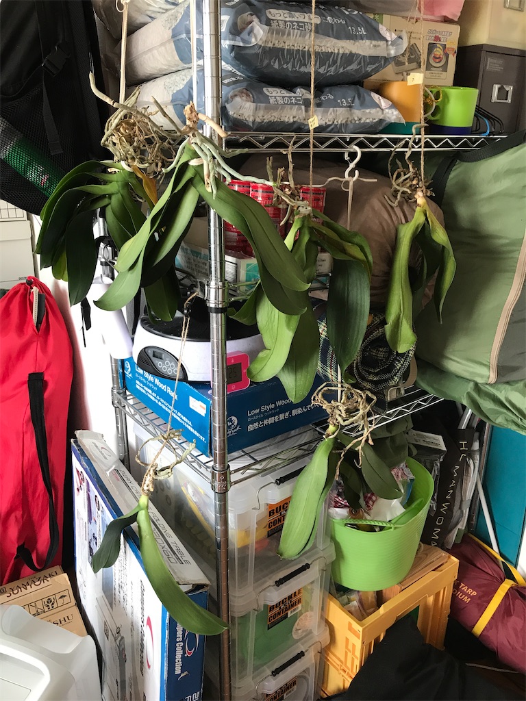 胡蝶蘭日記とお月見ジルちゃん Tsukky Moon 50歳からの衣 食 住