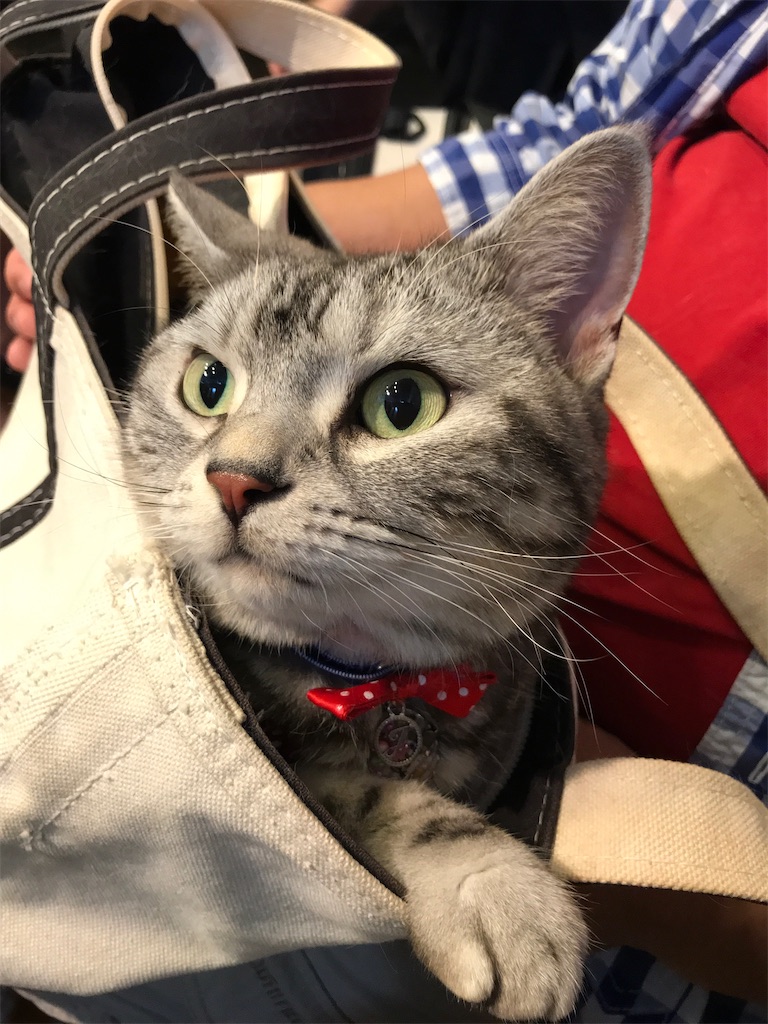 f:id:tsukky8832534:20201018010914j:image