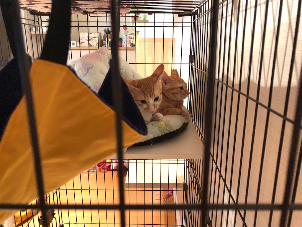 f:id:tsukky8832534:20201107005023j:image f:id:tsukky8832534:20201107005023j:image