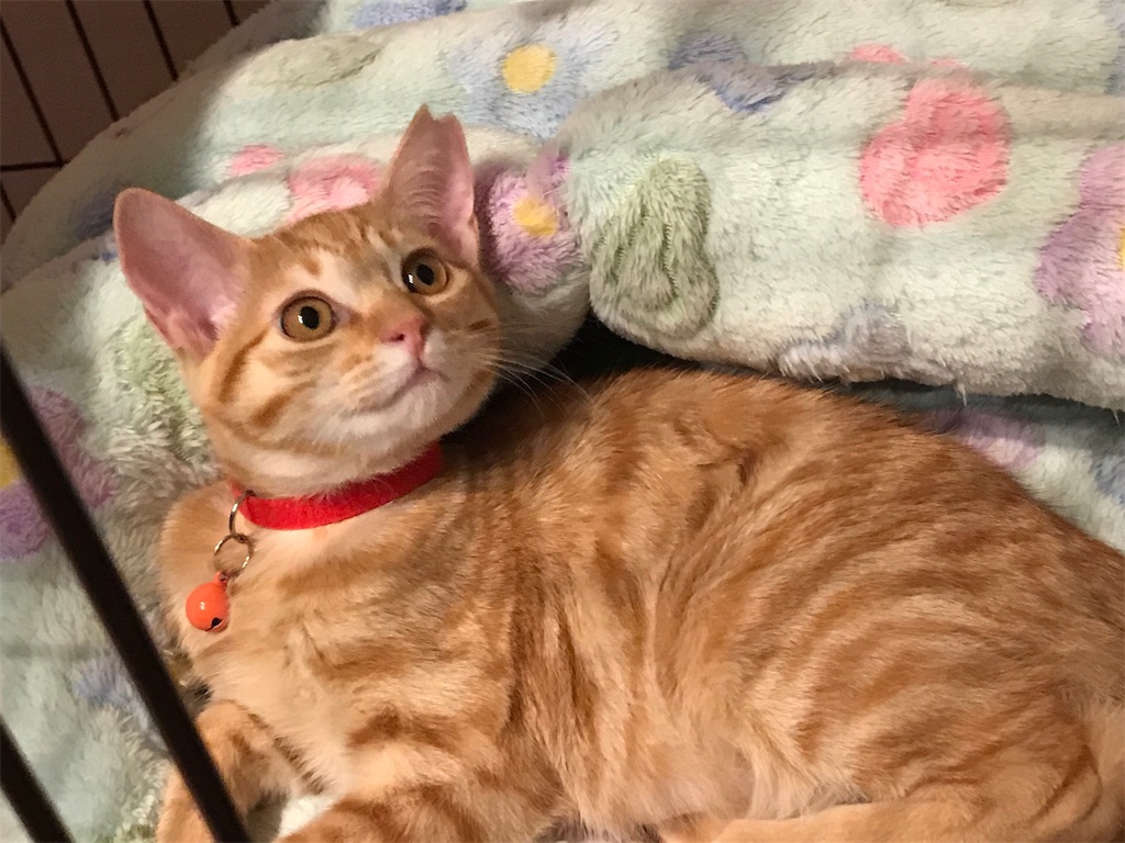 f:id:tsukky8832534:20201111000817j:image