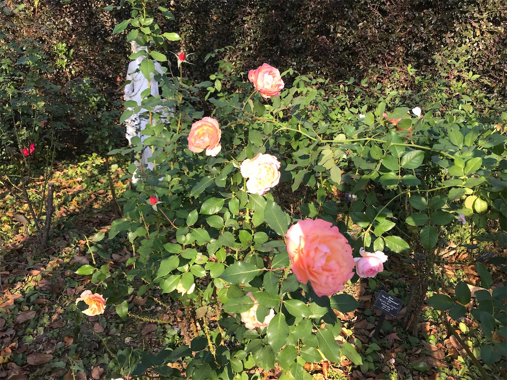 f:id:tsukky8832534:20201123014606j:image f:id:tsukky8832534:20201123014606j:image