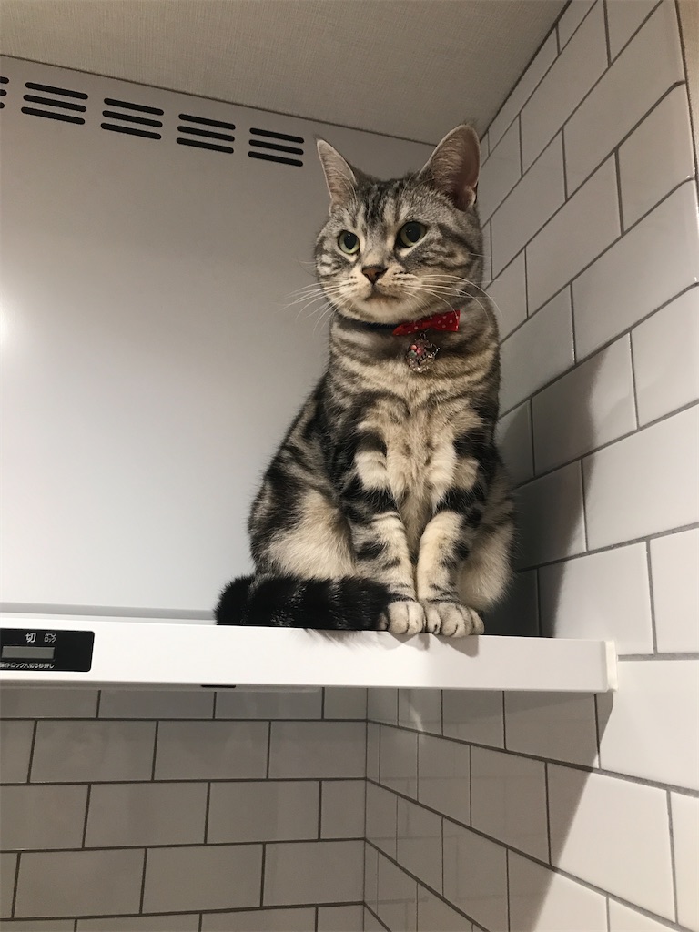 f:id:tsukky8832534:20201210013632j:image f:id:tsukky8832534:20201210013632j:image