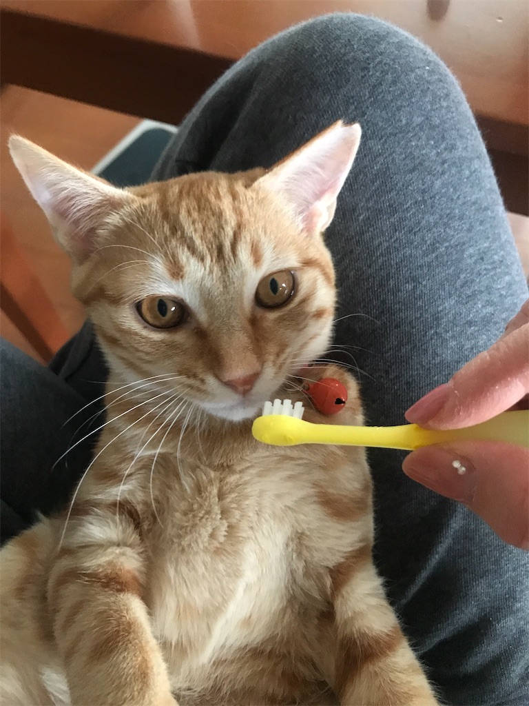 f:id:tsukky8832534:20201210013640j:image f:id:tsukky8832534:20201210013640j:image